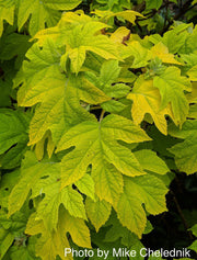 - Hydrangea quercifolia 'Little Honey' Yellow Foliage Oakleaf Hydrangea - Mr Maple │ Buy Japanese Maple Trees