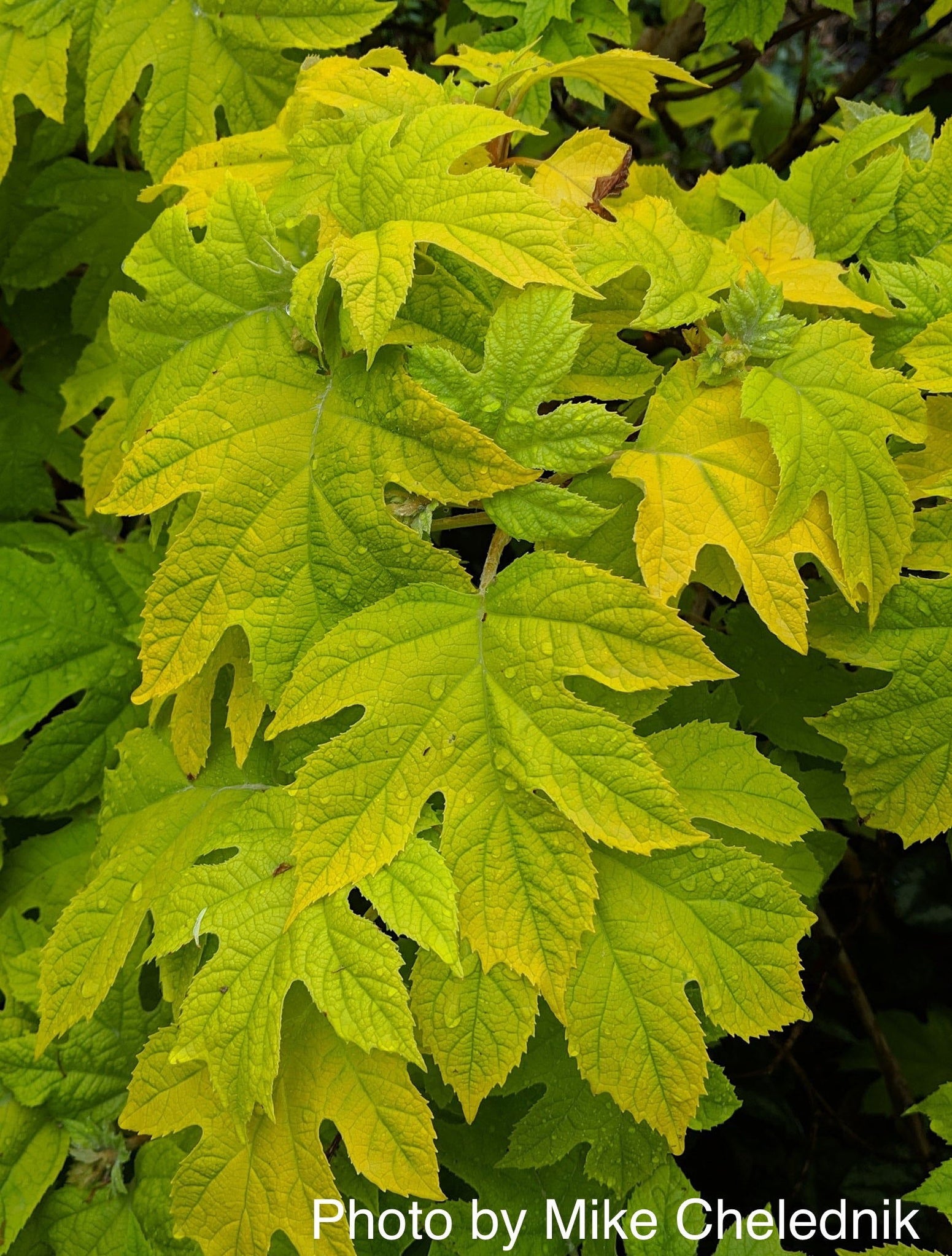 Maple Hydrangea Buy Hydrangea quercifolia 'Little Honey' Yellow Foliage Oakleaf ...