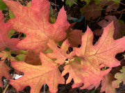- Hydrangea quercifolia 'Little Honey' Yellow Foliage Oakleaf Hydrangea - Mr Maple │ Buy Japanese Maple Trees