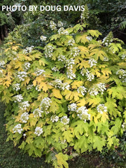 - Hydrangea quercifolia 'Little Honey' Yellow Foliage Oakleaf Hydrangea - Mr Maple │ Buy Japanese Maple Trees