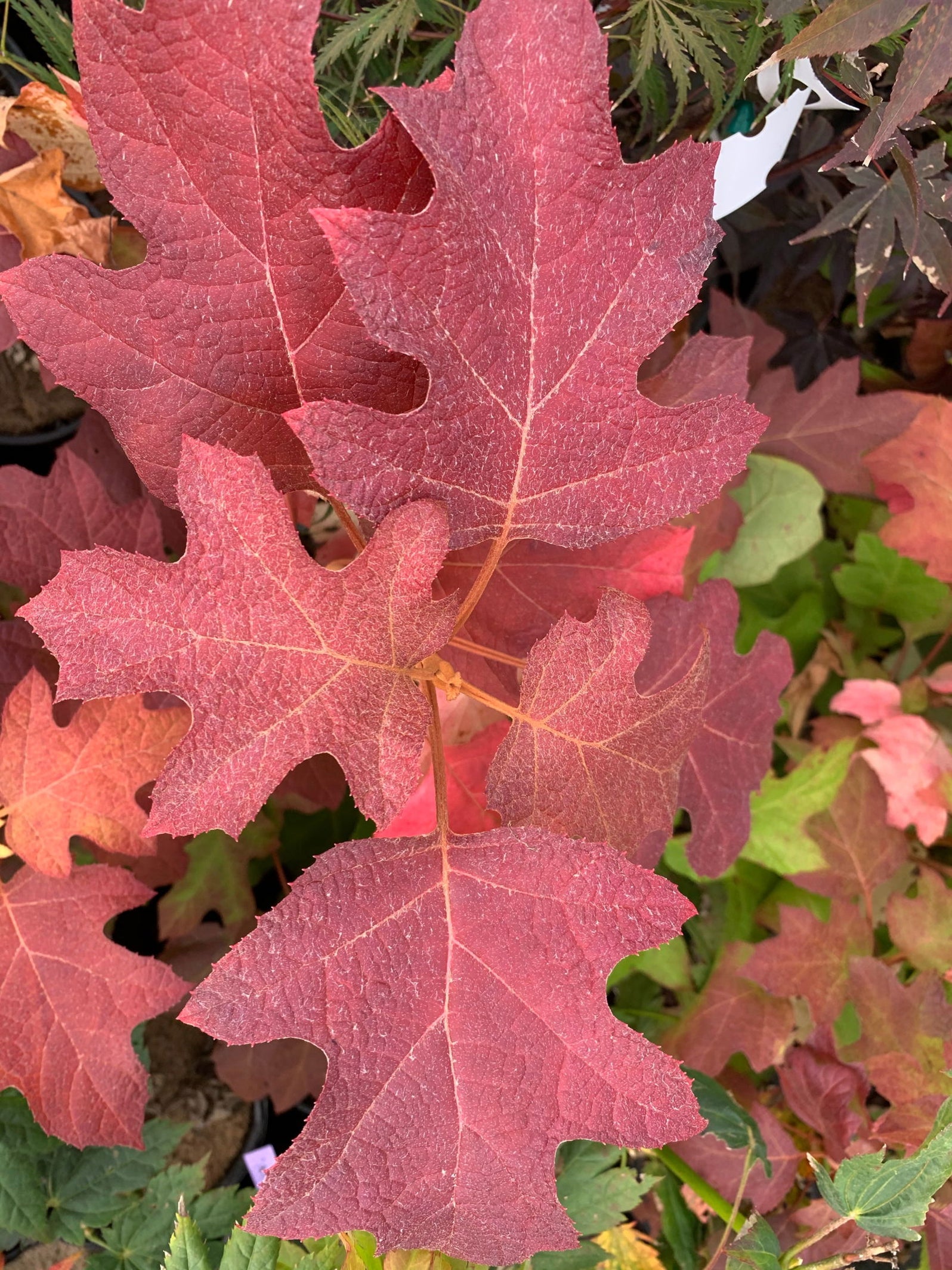 Maple Hydrangea Buy Hydrangea quercifolia 'Little Honey' Yellow Foliage Oakleaf ...