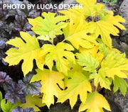 - Hydrangea quercifolia 'Little Honey' Yellow Foliage Oakleaf Hydrangea - Mr Maple │ Buy Japanese Maple Trees
