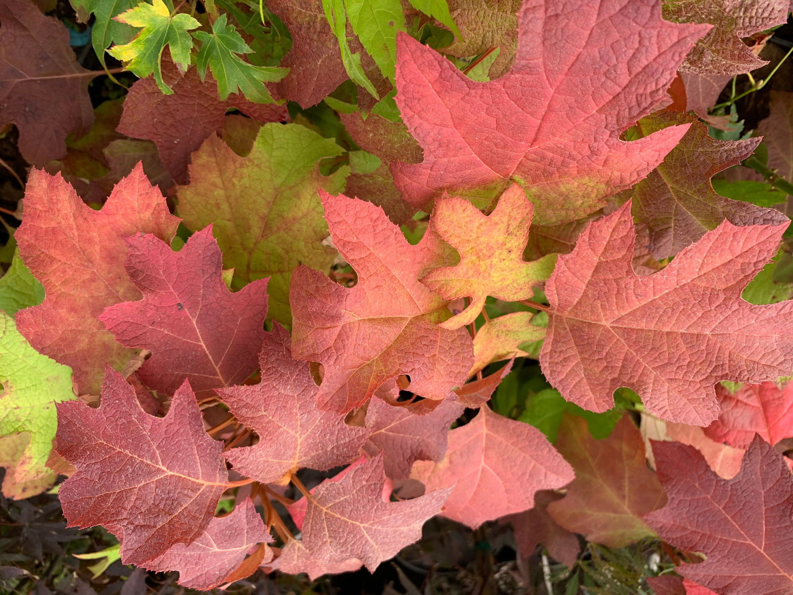 Maple Hydrangea Buy Hydrangea quercifolia 'Little Honey' Yellow Foliage Oakleaf ...