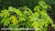 - Hydrangea quercifolia 'Little Honey' Yellow Foliage Oakleaf Hydrangea - Mr Maple │ Buy Japanese Maple Trees