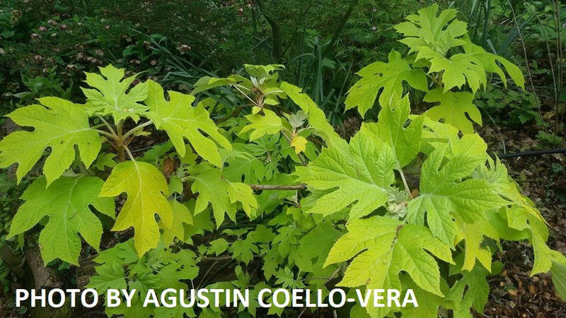 - Hydrangea quercifolia 'Little Honey' Yellow Foliage Oakleaf Hydrangea - Mr Maple │ Buy Japanese Maple Trees