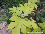 - Hydrangea quercifolia 'Little Honey' Yellow Foliage Oakleaf Hydrangea - Mr Maple │ Buy Japanese Maple Trees