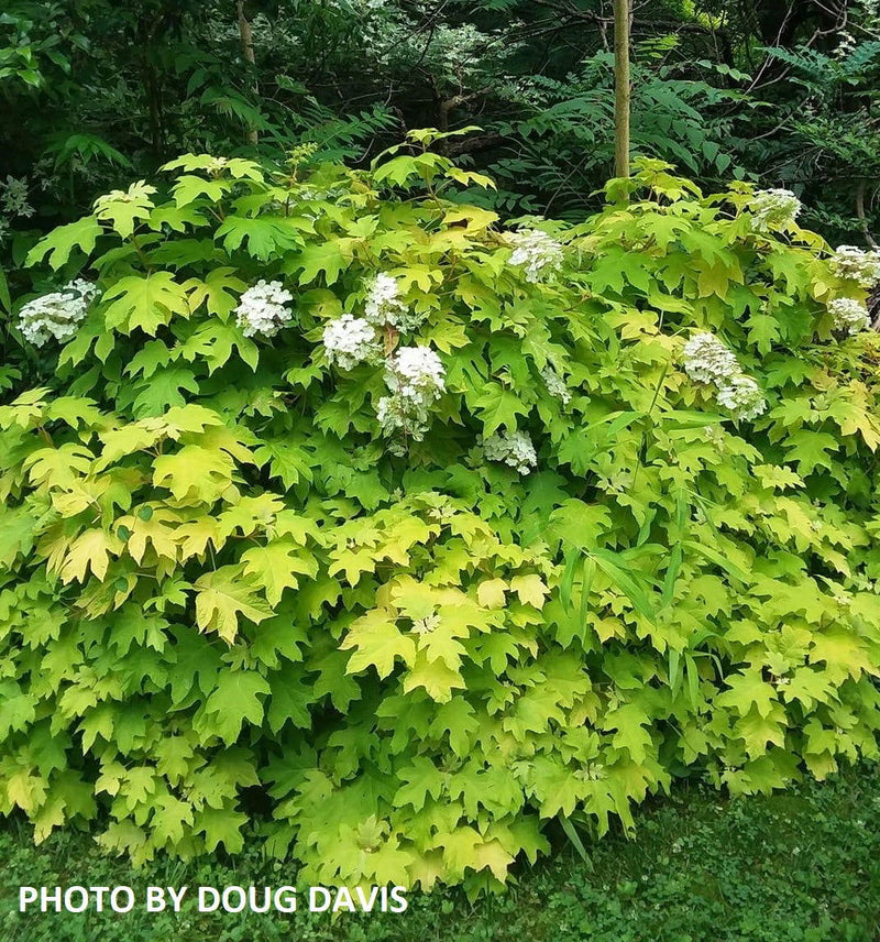 - Hydrangea quercifolia 'Little Honey' Yellow Foliage Oakleaf Hydrangea - Mr Maple │ Buy Japanese Maple Trees