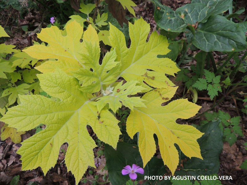 - Hydrangea quercifolia 'Little Honey' Yellow Foliage Oakleaf Hydrangea - Mr Maple │ Buy Japanese Maple Trees