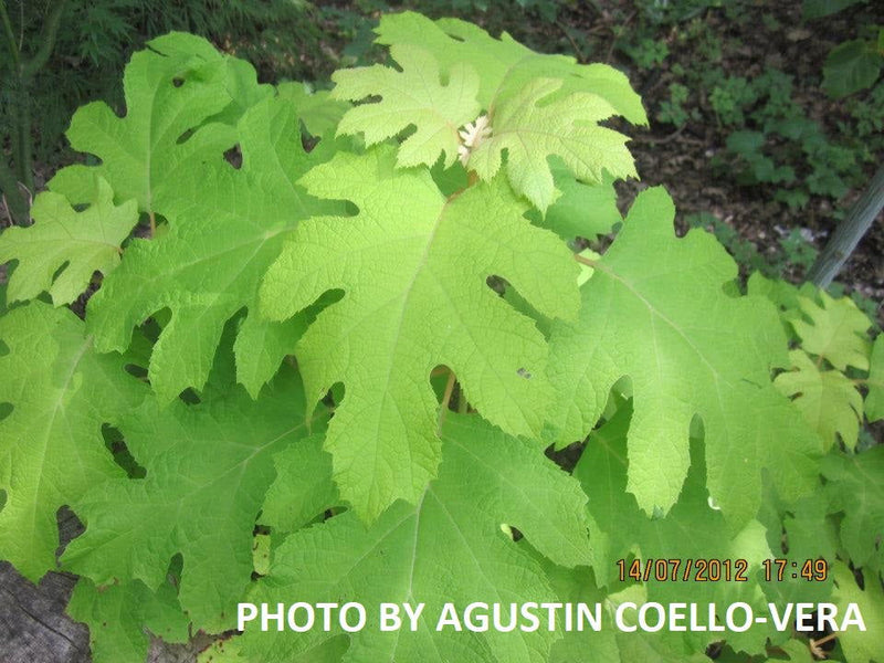 - Hydrangea quercifolia 'Little Honey' Yellow Foliage Oakleaf Hydrangea - Mr Maple │ Buy Japanese Maple Trees