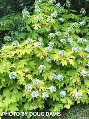 - Hydrangea quercifolia 'Little Honey' Yellow Foliage Oakleaf Hydrangea - Mr Maple │ Buy Japanese Maple Trees