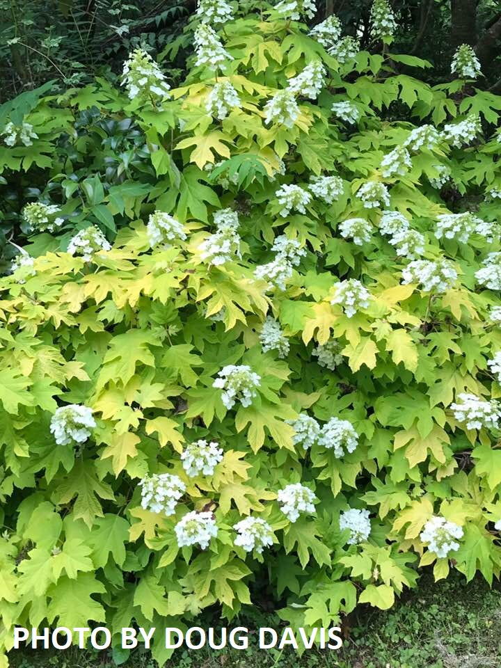 - Hydrangea quercifolia 'Little Honey' Yellow Foliage Oakleaf Hydrangea - Mr Maple │ Buy Japanese Maple Trees