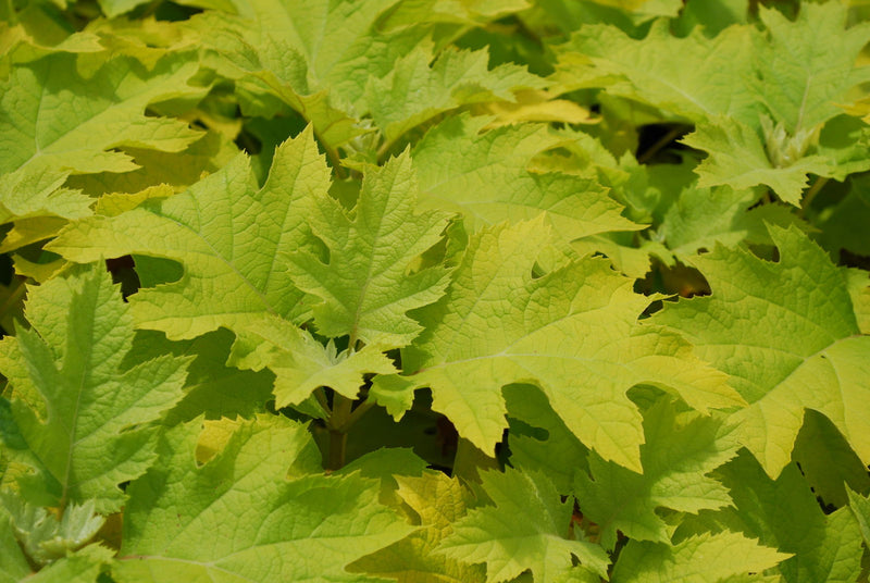 - Hydrangea quercifolia 'Little Honey' Yellow Foliage Oakleaf Hydrangea - Mr Maple │ Buy Japanese Maple Trees