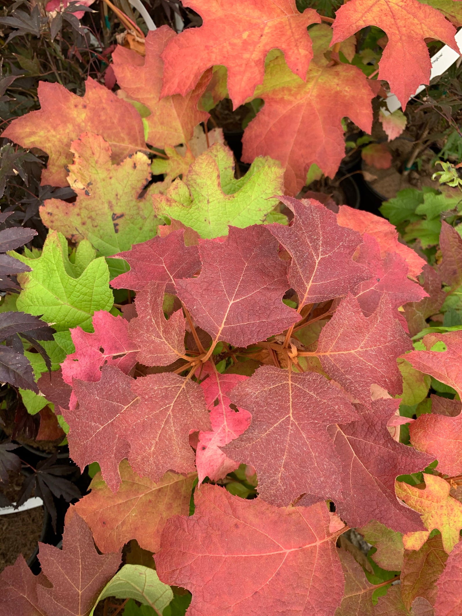Buy Hydrangea quercifolia 'Little Honey' Yellow Foliage Oakleaf ...
