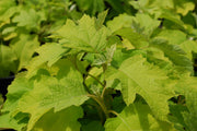 - Hydrangea quercifolia 'Little Honey' Yellow Foliage Oakleaf Hydrangea - Mr Maple │ Buy Japanese Maple Trees