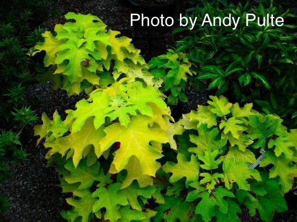 - Hydrangea quercifolia 'Little Honey' Yellow Foliage Oakleaf Hydrangea - Mr Maple │ Buy Japanese Maple Trees
