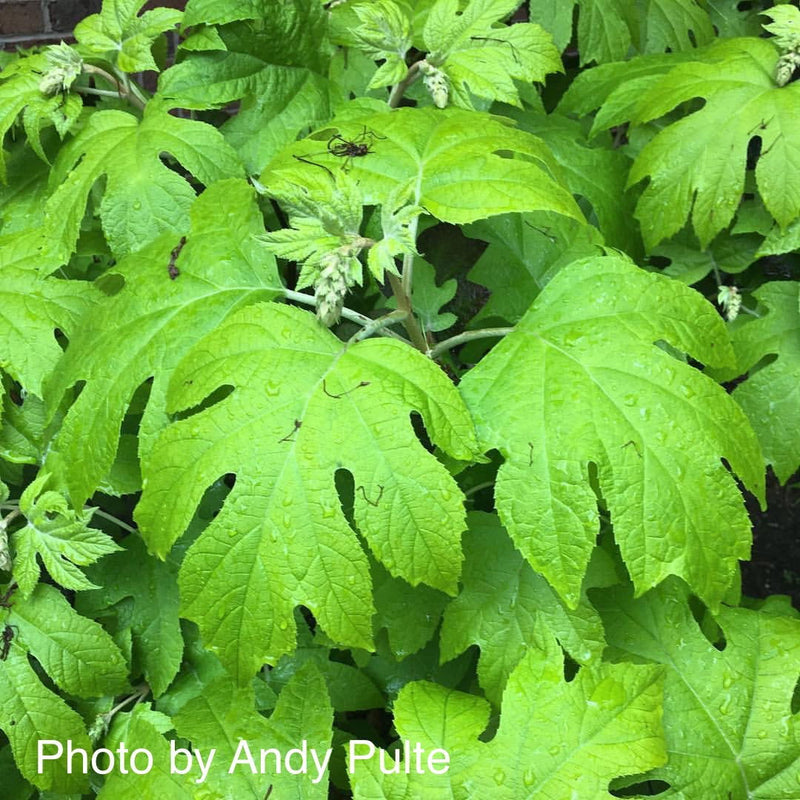 - Hydrangea quercifolia 'Little Honey' Yellow Foliage Oakleaf Hydrangea - Mr Maple │ Buy Japanese Maple Trees