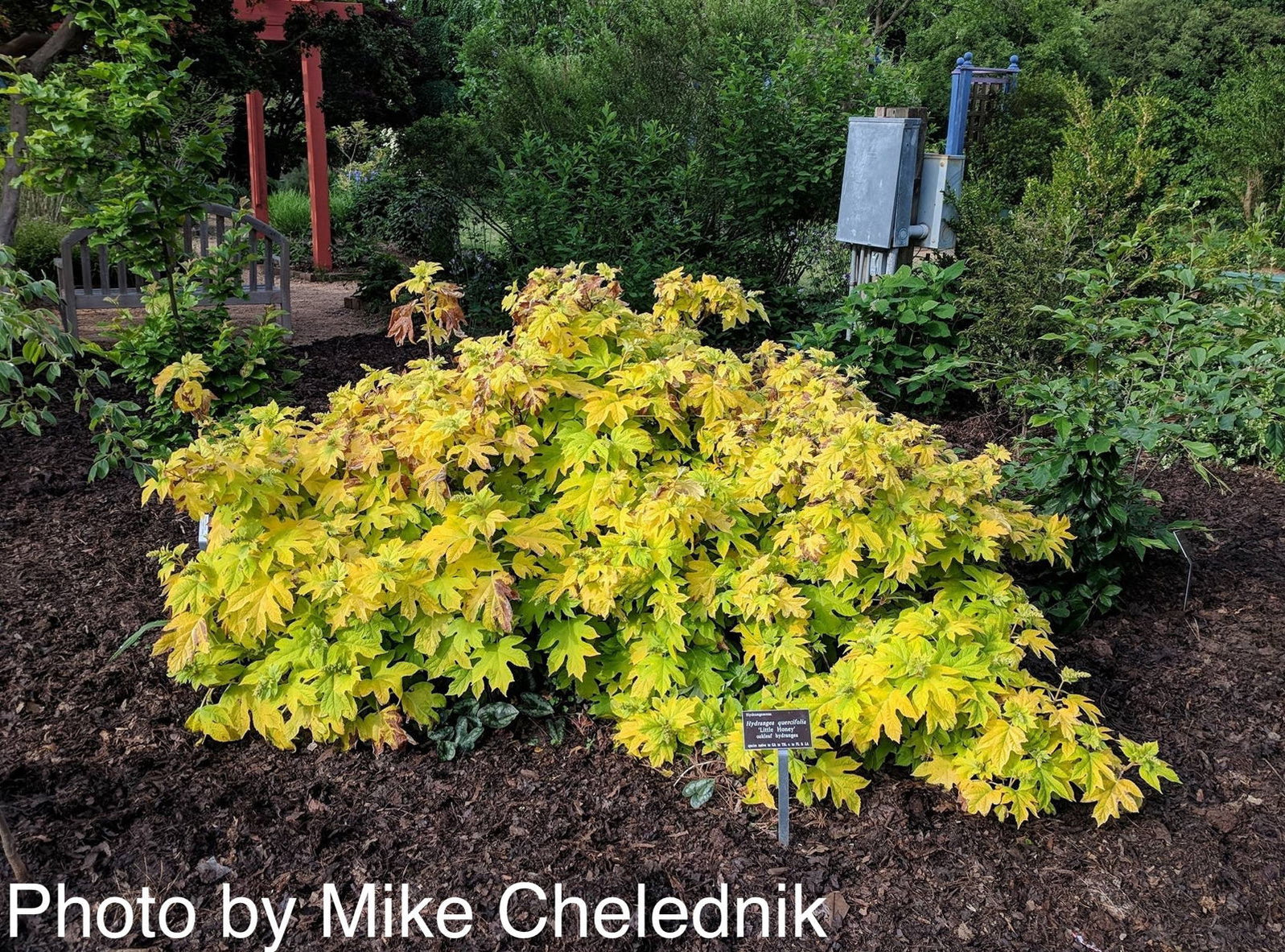Buy Hydrangea quercifolia 'Little Honey' Yellow Foliage Oakleaf ...