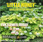 - Hydrangea quercifolia 'Little Honey' Yellow Foliage Oakleaf Hydrangea - Mr Maple │ Buy Japanese Maple Trees
