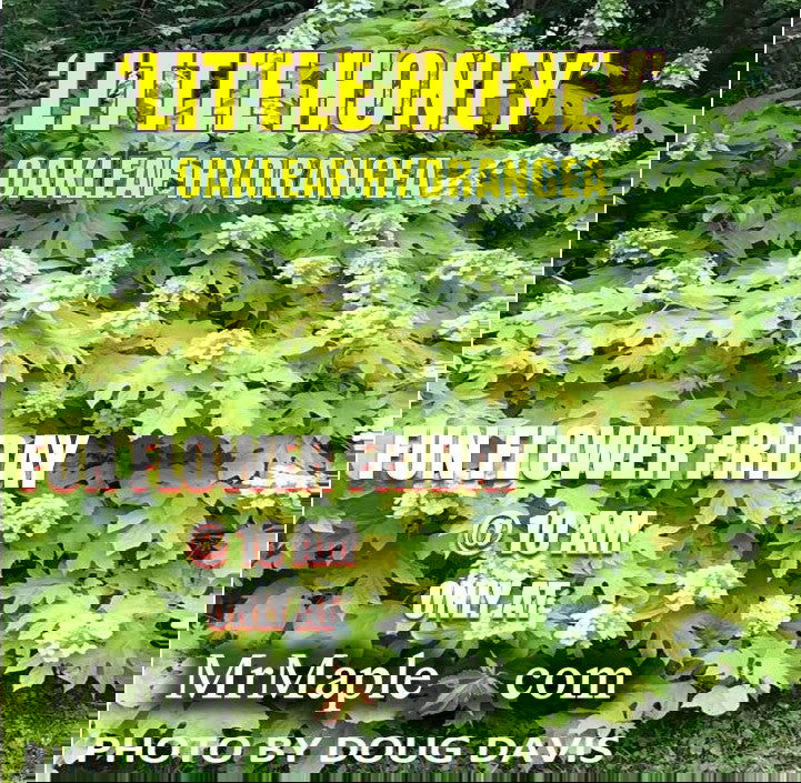 - Hydrangea quercifolia 'Little Honey' Yellow Foliage Oakleaf Hydrangea - Mr Maple │ Buy Japanese Maple Trees