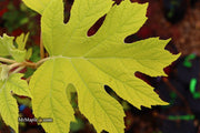 - Hydrangea quercifolia 'Little Honey' Yellow Foliage Oakleaf Hydrangea - Mr Maple │ Buy Japanese Maple Trees