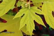 - Hydrangea quercifolia 'Little Honey' Yellow Foliage Oakleaf Hydrangea - Mr Maple │ Buy Japanese Maple Trees