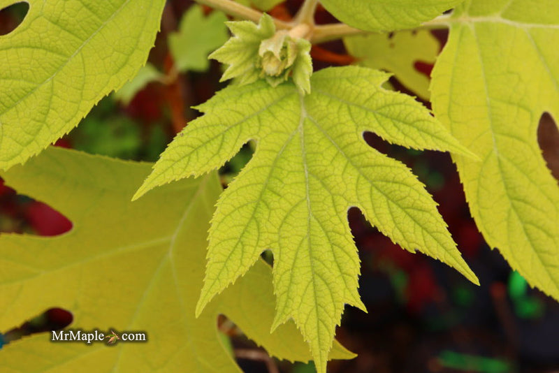 - Hydrangea quercifolia 'Little Honey' Yellow Foliage Oakleaf Hydrangea - Mr Maple │ Buy Japanese Maple Trees