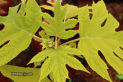 - Hydrangea quercifolia 'Little Honey' Yellow Foliage Oakleaf Hydrangea - Mr Maple │ Buy Japanese Maple Trees