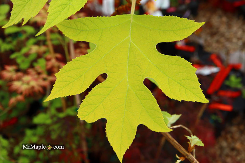 - Hydrangea quercifolia 'Little Honey' Yellow Foliage Oakleaf Hydrangea - Mr Maple │ Buy Japanese Maple Trees