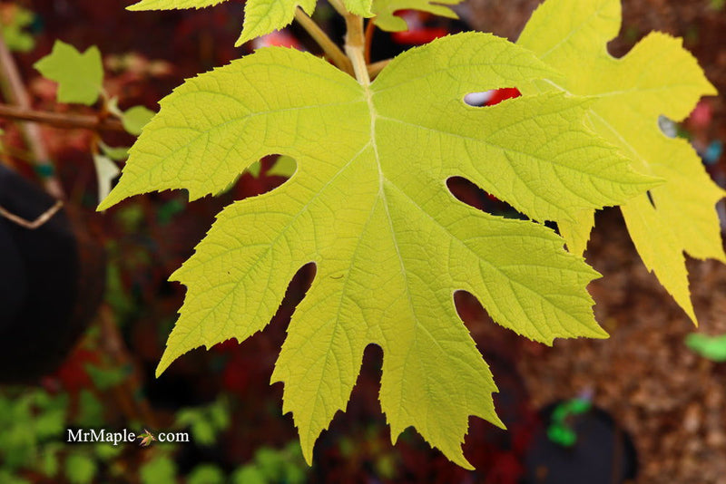 - Hydrangea quercifolia 'Little Honey' Yellow Foliage Oakleaf Hydrangea - Mr Maple │ Buy Japanese Maple Trees
