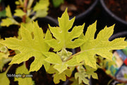 - Hydrangea quercifolia 'Little Honey' Yellow Foliage Oakleaf Hydrangea - Mr Maple │ Buy Japanese Maple Trees