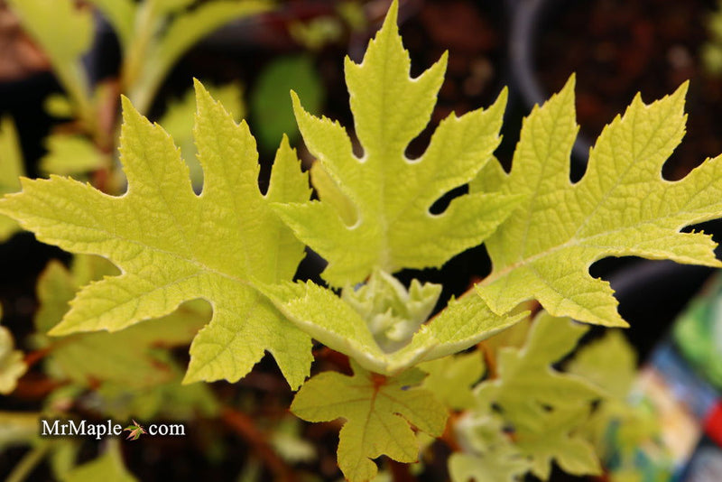 - Hydrangea quercifolia 'Little Honey' Yellow Foliage Oakleaf Hydrangea - Mr Maple │ Buy Japanese Maple Trees