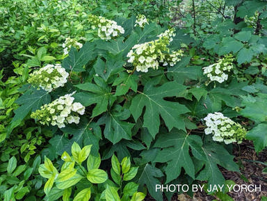 - Hydrangea quercifolia 'Munchkin' Dwarf Flowering Oakleaf Hydrangea - Mr Maple │ Buy Japanese Maple Trees