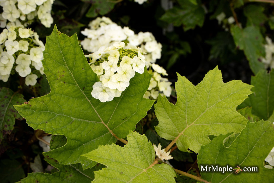 Maple Hydrangea Buy Hydrangea quercifolia 'Munchkin' Pink Flowering Oakleaf Hydrangea ...
