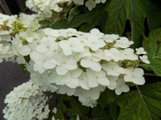 - Hydrangea quercifolia 'Pee Wee' Oakleaf Hydrangea - Mr Maple │ Buy Japanese Maple Trees