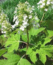 - Hydrangea quercifolia 'Pee Wee' Oakleaf Hydrangea - Mr Maple │ Buy Japanese Maple Trees