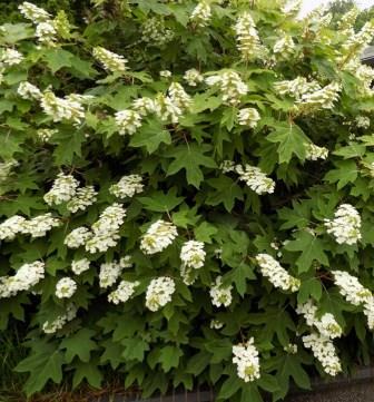 Mr Maple Hydrangea quercifolia Oakleaf Hydrangea - Thumbnail 4