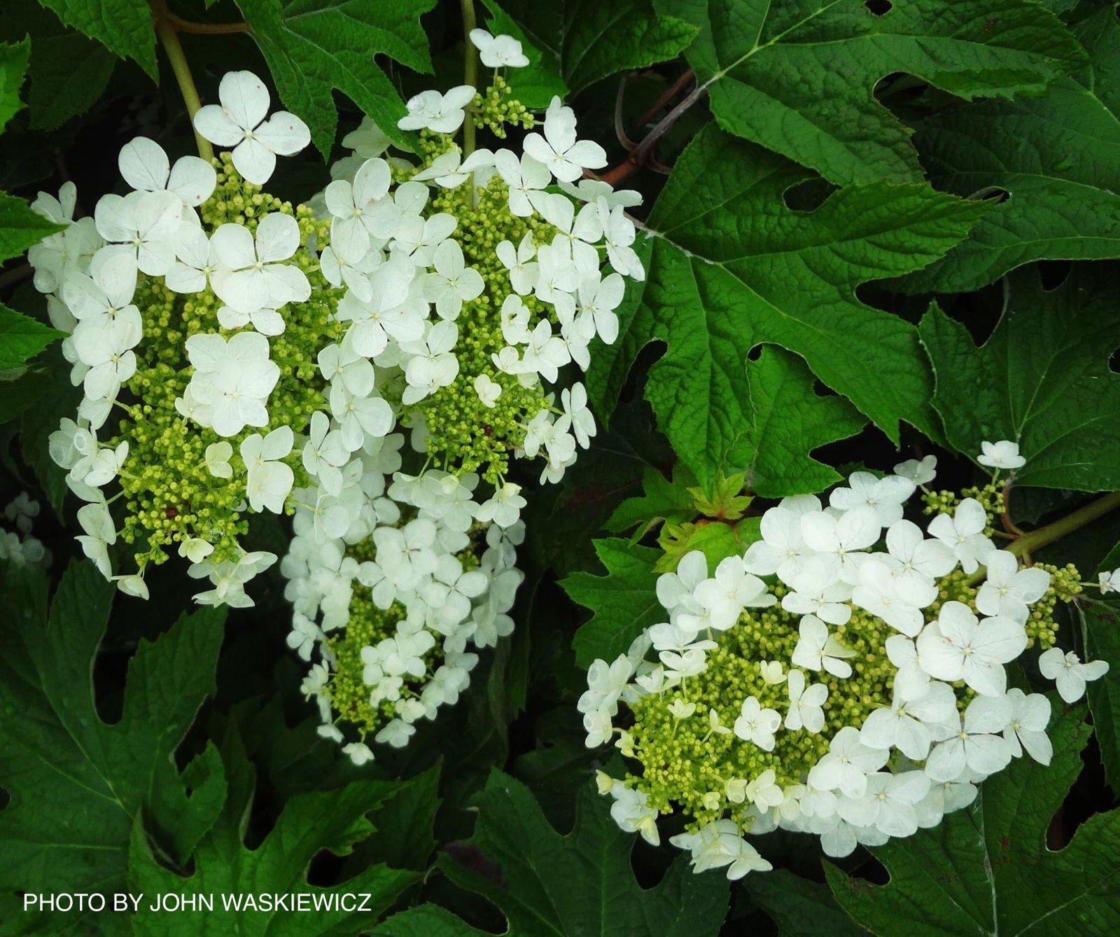 Mr Maple Hydrangea quercifolia Oakleaf Hydrangea - Thumbnail 2