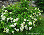 - Hydrangea quercifolia 'Pee Wee' Oakleaf Hydrangea - Mr Maple │ Buy Japanese Maple Trees