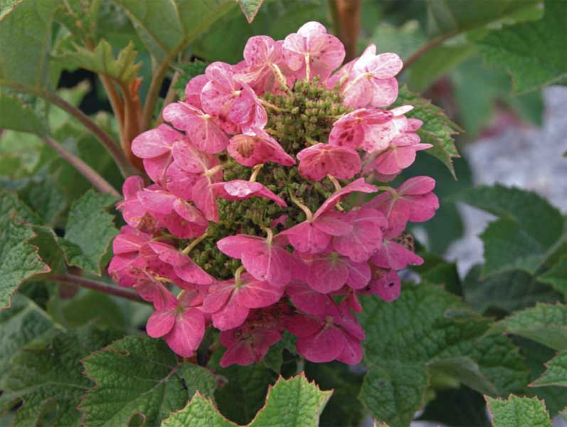 - Hydrangea quercifolia 'Ruby Slippers' Red Blooms Oakleaf Hydrangea - Mr Maple │ Buy Japanese Maple Trees