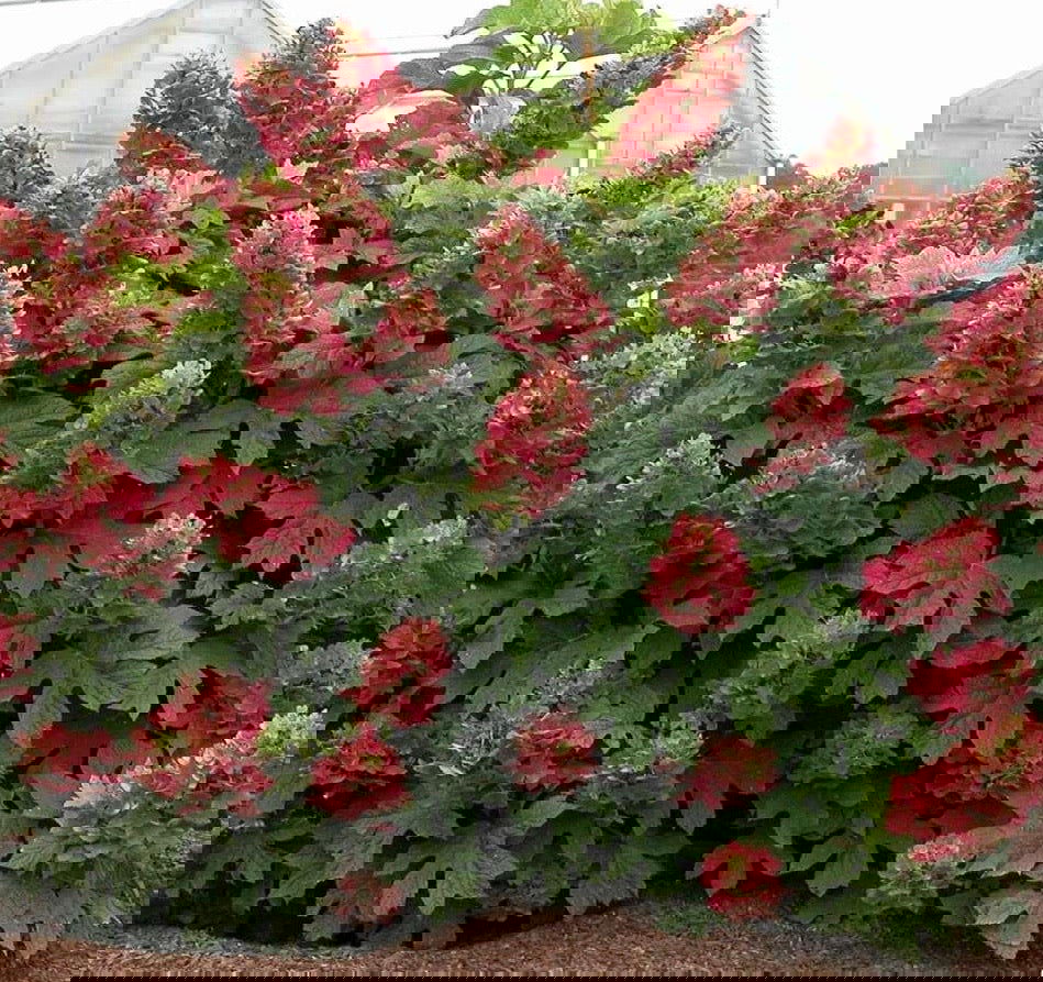 Hydrangea quercifolia 'Ruby Slippers' Red Blooms Oakleaf Hydrangea