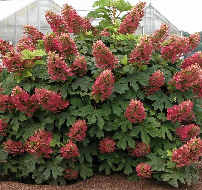 - Hydrangea quercifolia 'Ruby Slippers' Red Blooms Oakleaf Hydrangea - Mr Maple │ Buy Japanese Maple Trees