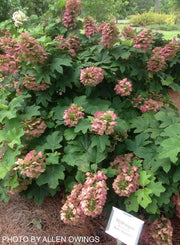 - Hydrangea quercifolia 'Ruby Slippers' Red Blooms Oakleaf Hydrangea - Mr Maple │ Buy Japanese Maple Trees