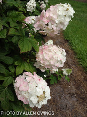 - Hydrangea quercifolia 'Ruby Slippers' Red Blooms Oakleaf Hydrangea - Mr Maple │ Buy Japanese Maple Trees
