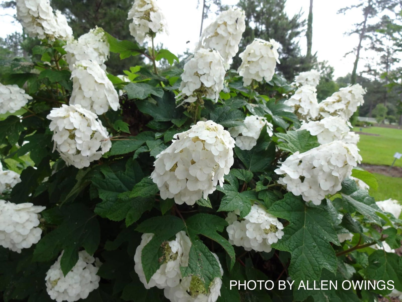 Mr Maple Hydrangea quercifolia Oakleaf Hydrangea - Thumbnail 5