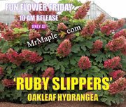 - Hydrangea quercifolia 'Ruby Slippers' Red Blooms Oakleaf Hydrangea - Mr Maple │ Buy Japanese Maple Trees