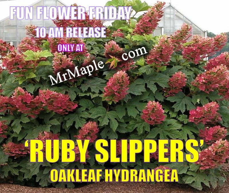 - Hydrangea quercifolia 'Ruby Slippers' Red Blooms Oakleaf Hydrangea - Mr Maple │ Buy Japanese Maple Trees