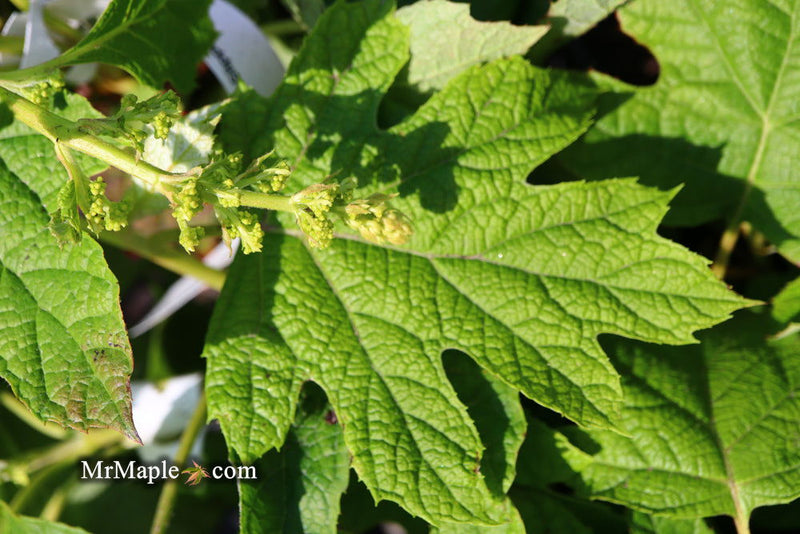 - Hydrangea quercifolia 'Ruby Slippers' Red Blooms Oakleaf Hydrangea - Mr Maple │ Buy Japanese Maple Trees