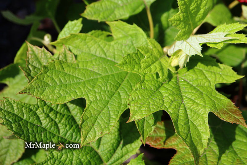 - Hydrangea quercifolia 'Ruby Slippers' Red Blooms Oakleaf Hydrangea - Mr Maple │ Buy Japanese Maple Trees