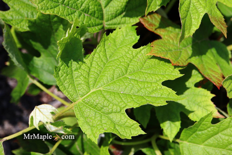 - Hydrangea quercifolia 'Ruby Slippers' Red Blooms Oakleaf Hydrangea - Mr Maple │ Buy Japanese Maple Trees