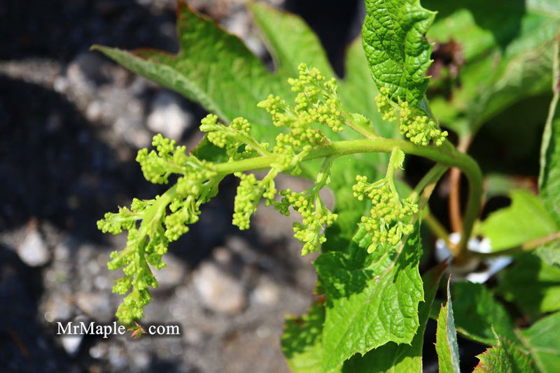 - Hydrangea quercifolia 'Ruby Slippers' Red Blooms Oakleaf Hydrangea - Mr Maple │ Buy Japanese Maple Trees